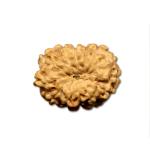13 Mukhi Indonesian Rudraksha Medium