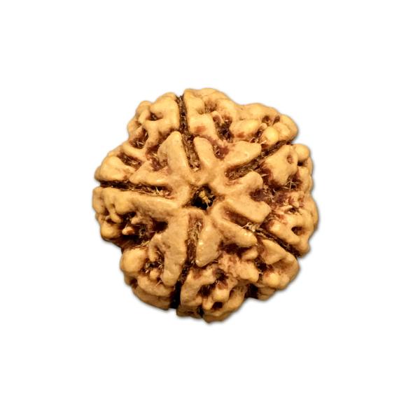 5 Mukhi Nepal Rudraksha Big