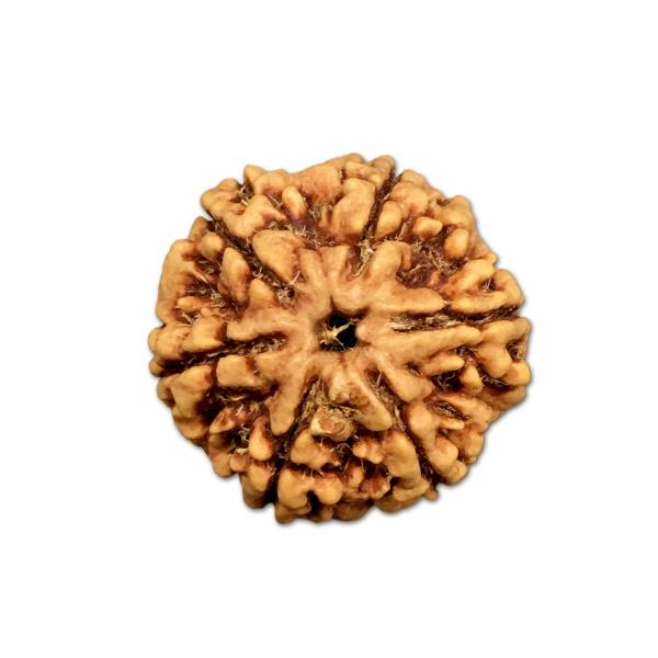 6 Mukhi Nepal Rudraksha Big