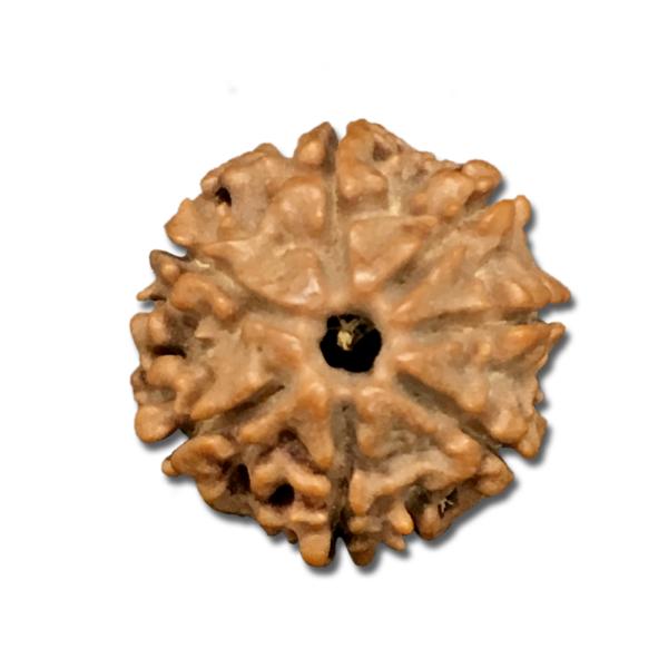 7 Mukhi Nepal Rudraksha Small
