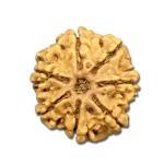 7 Mukhi Nepal Rudraksha Big(23mm-24mm)