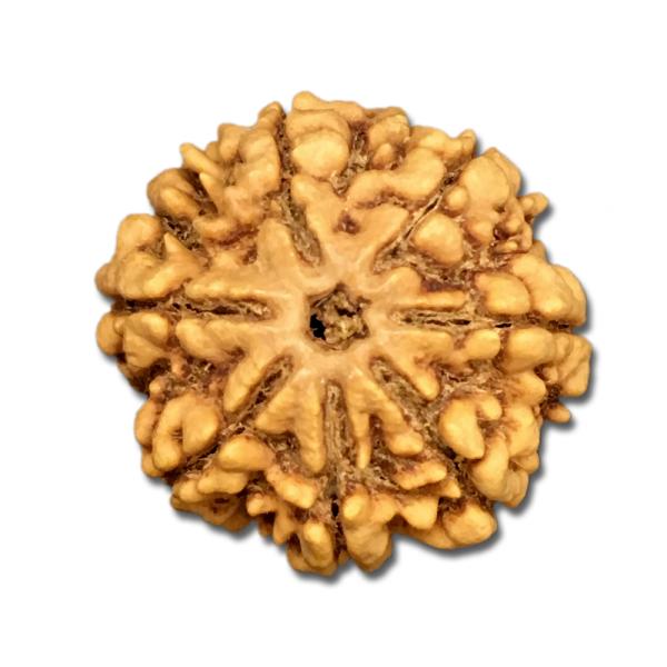 7 Mukhi Nepal Rudraksha Collector