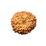 10 Mukhi Indonesian Rudraksha Medium